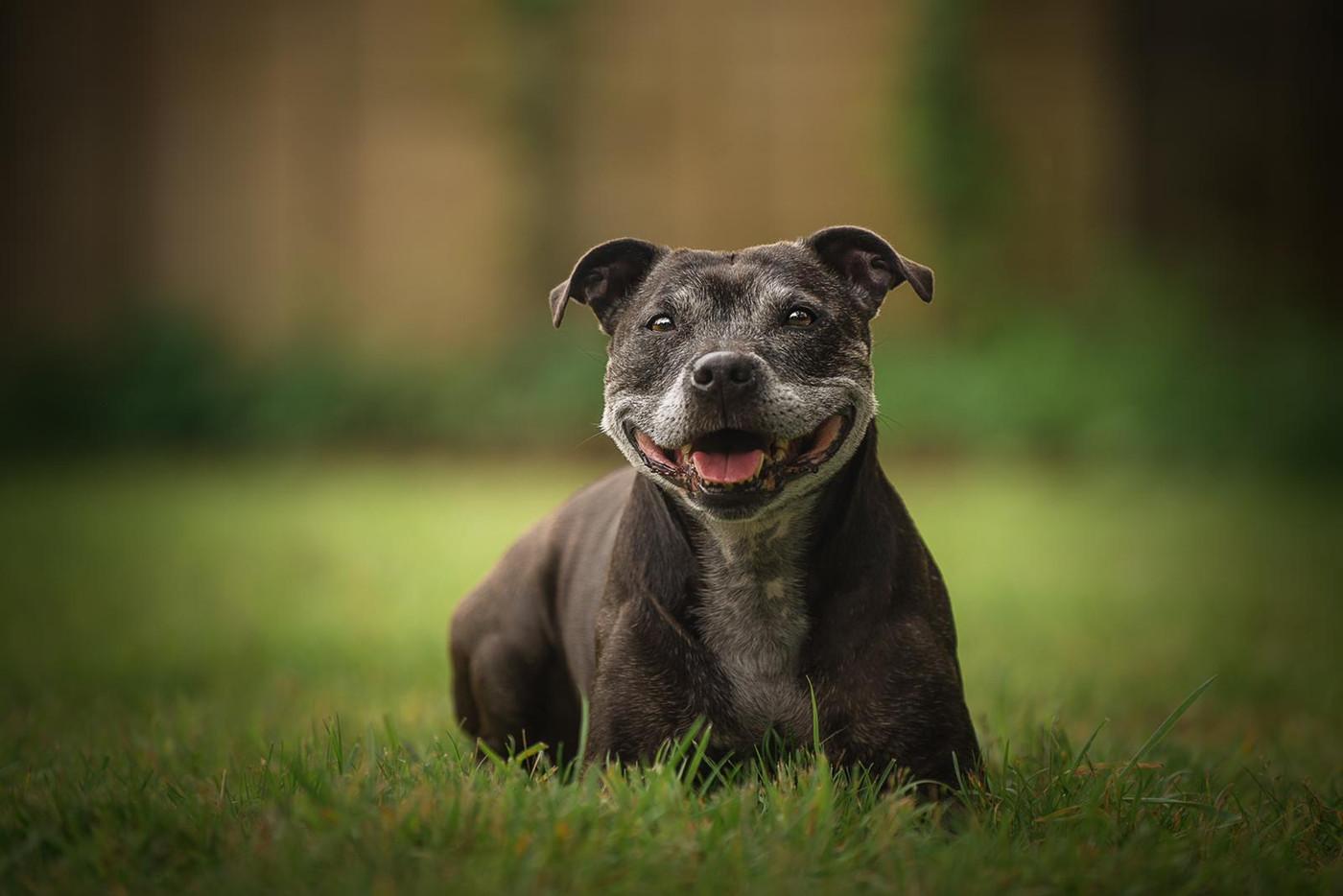 Mia, The Matriarch of Taste at Dog Stop