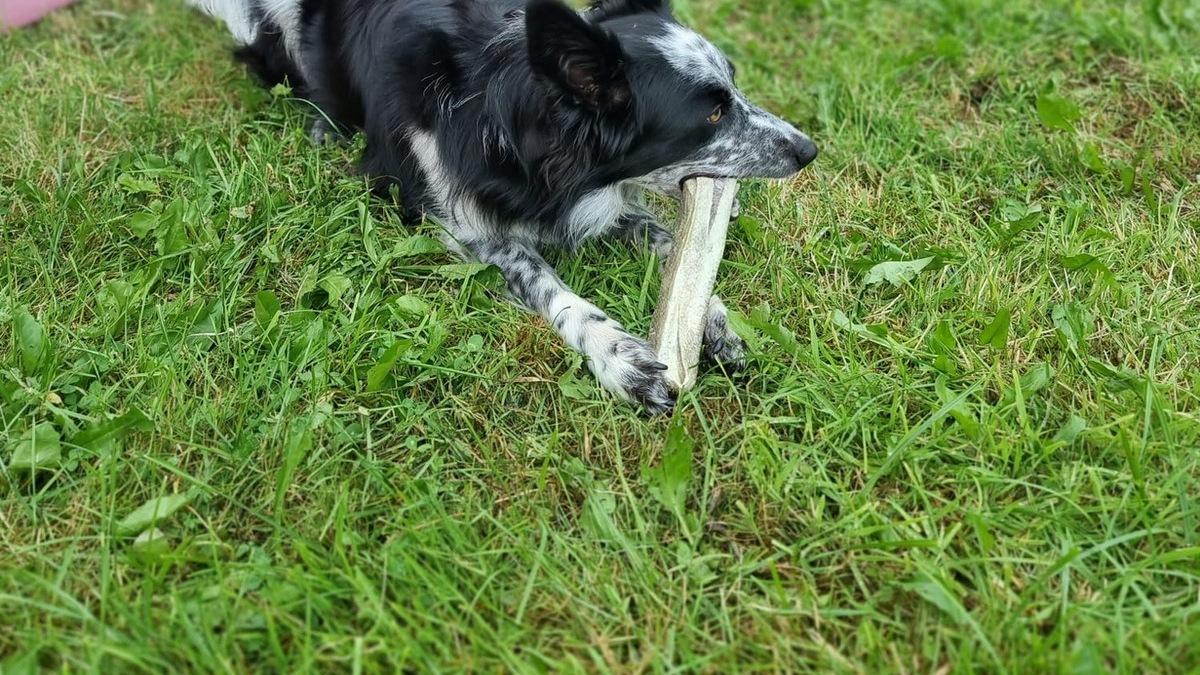 A Border Collie on the grass enjoying a natural Dog Stop chew