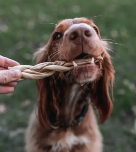 Lamb & Goat dog treats from Dog Stop